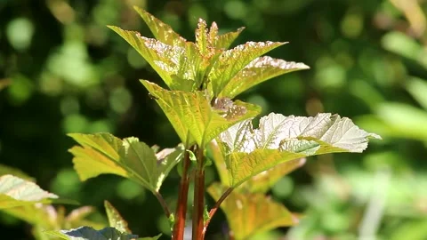 Young leaves of Physocarpus Diablo Stock Footage 164183922