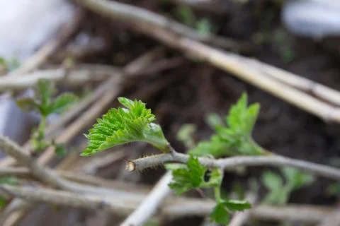 Young leaves of a raspberry Stock Photos