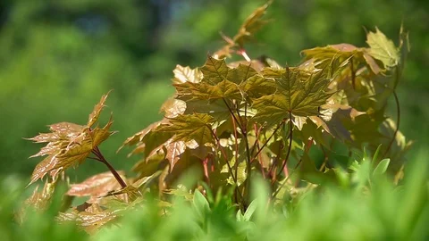 Young leaves of red maple, waving in wind in slow motion Stock Footage 90566037