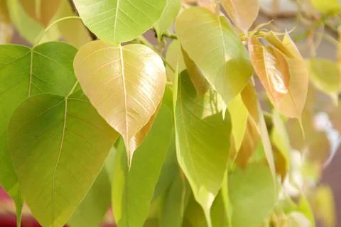 Young leaves of Sacred tree. Stock Photos