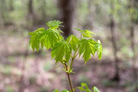 Young leaves on a small maple tree in the woods. Stock Photos