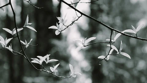 Young Leaves in Spring Forest Stock Footage 112381301