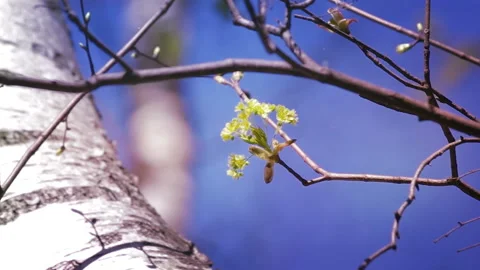 Young Leaves in Spring Forest Video stock 128126223