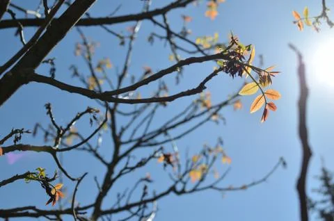Young Leaves in Spring Stock Photos