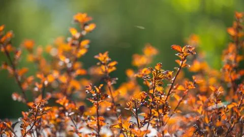 Young leaves sprouting on a tree branch in spring sunlight Stock Photos