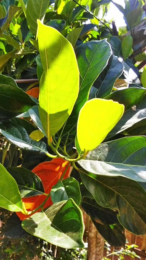 Young leaves of the stunning jackfruit tree Vídeo Stock 288790029