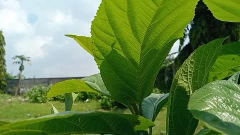 The young leaves of the teak tree appear to have fresh green veins. Vídeo Stock 332408854