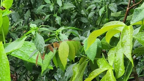 Young leaves thriving after rainfall symbolizing renewal. Stock Footage 328245501