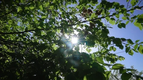 Young leaves through the sun 動画素材 107974530