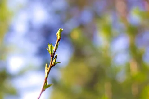 Young leaves on a tree bloom under the rays of the spring bright sun Stockfoto's