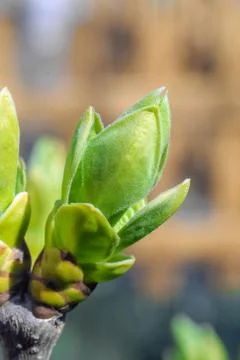 Young leaves on tree branches as background 스톡 사진