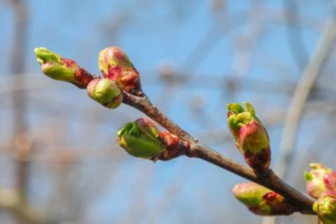 Young leaves on tree branches as background Stock Photos