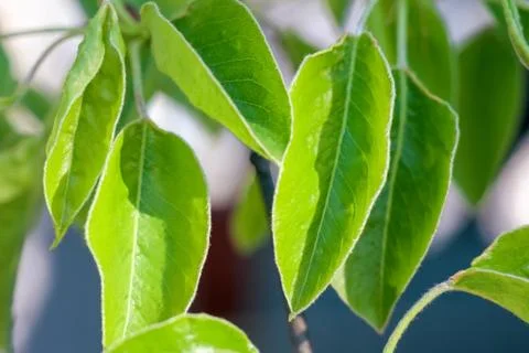 Young leaves on tree branches as background Stock-Fotos