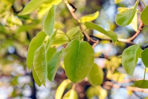Young leaves on tree branches as background Stock-Fotos
