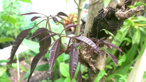 Young leaves of the tree Stock Footage 154414990