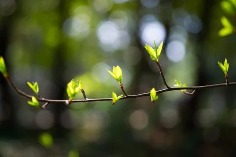 Young leaves from tree Stock Photos