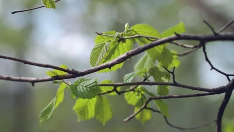 Young leaves of tree in spring Stock Footage 230020823