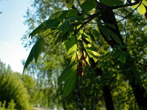 Young leaves on a tree in spring Stock Photos