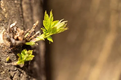 Young leaves on a tree in spring. Shallow depth of field. Stock Photos