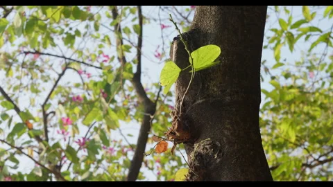 Young Leaves on Tree Trunk with Background Foliage for Mindfulness Use Stock Footage 328158988