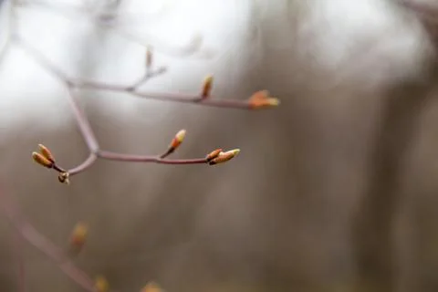 Young leaves on trees Stock Photos