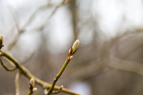 Young leaves on trees Stock Photos