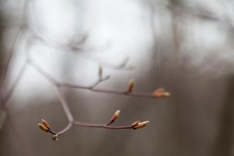 Young leaves on trees Stock Photos
