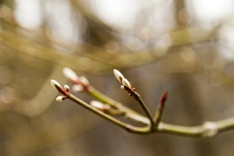 Young leaves on trees Stock Photos