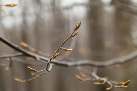 Young leaves on trees Stock Photos
