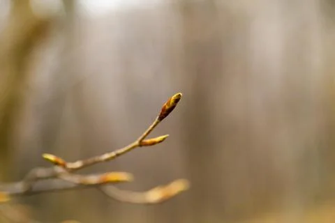 Young leaves on trees Stock Photos