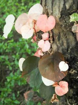Young leaves of trees Stock Photos