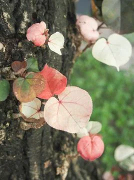 Young leaves of trees Stock Photos
