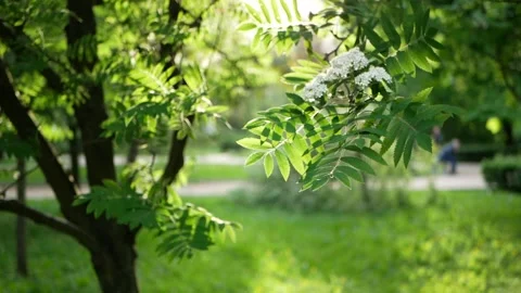 Young leaves on trees in the rays of the setting sun. Stock Footage 205282402