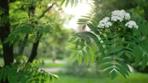 Young leaves on trees in the rays of the setting sun. Stock Footage 205282977