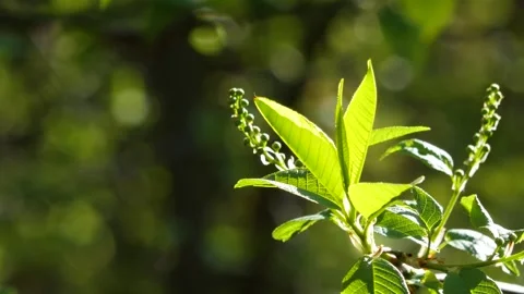 Young leaves on trees in the spring forest Stock Footage 277476504