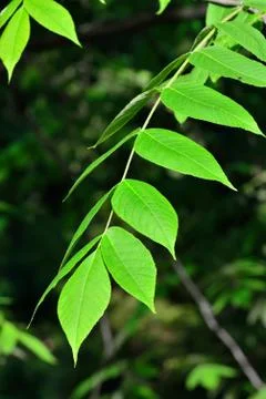 Young leaves of the walnut Stock Photos