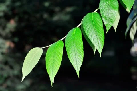Young leaves of the walnut Stock Photos