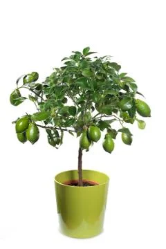 Young lemon in pot Stock Photos