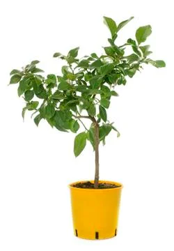 Young lemon tree Stock Photos