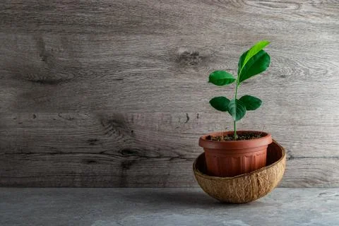 Young lemon tree Stock Photos
