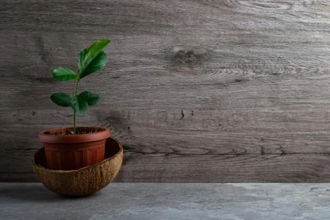 Young lemon tree Stock Photos