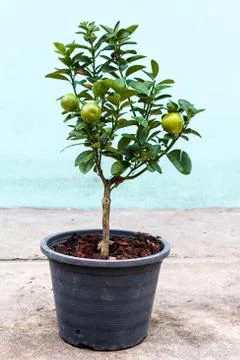 Young lemon tree in pot Stock Photos