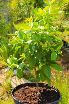Young lemon trees yet to bear fruit growing in a pot Stock Photos