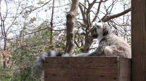 Young lemur jumping Stock Footage 54807689