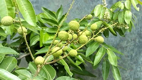 Young Lengkeng fruit, longan on the tree Video stock 121873882