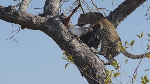 Young leopard cub climbs tree to feed on impala carcass, South Africa Stock Footage 318720762