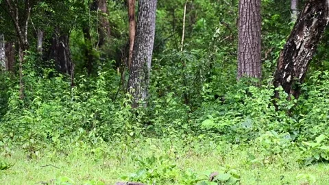  Young leopard disappearing into the dense greens of Kabini national park Video stock 282653555