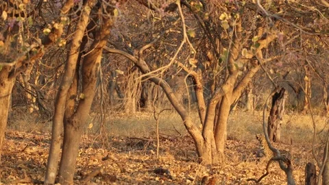 Young leopard falling out of a tree and jumping back up, chasing a Stock Footage 219638895