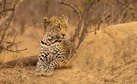 A Young Leopard Laying Beside a Termite Mound in South Africa Stock Photos