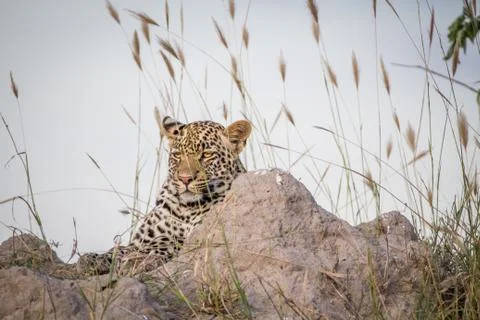 Young Leopard laying down on a Termite mount. Stock Photos